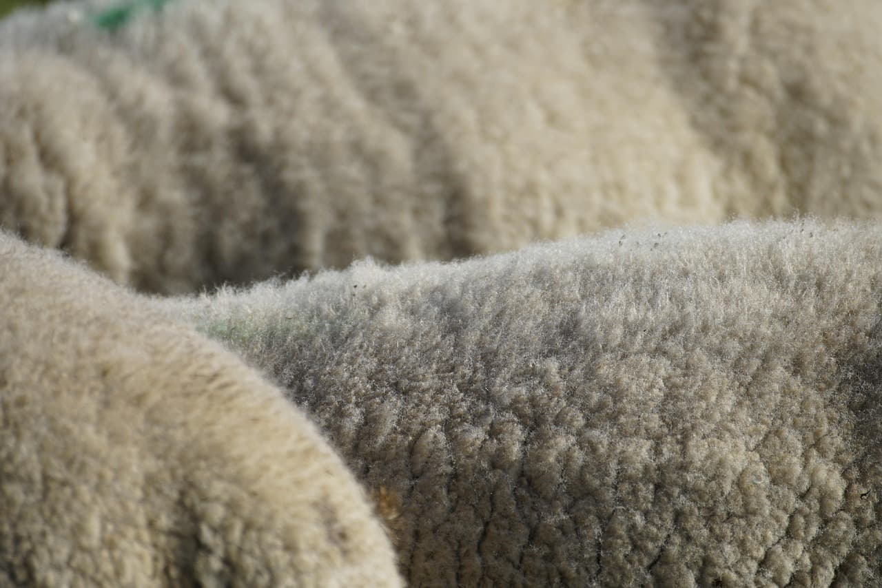 wool, sheep, white, animal, nature, livestock