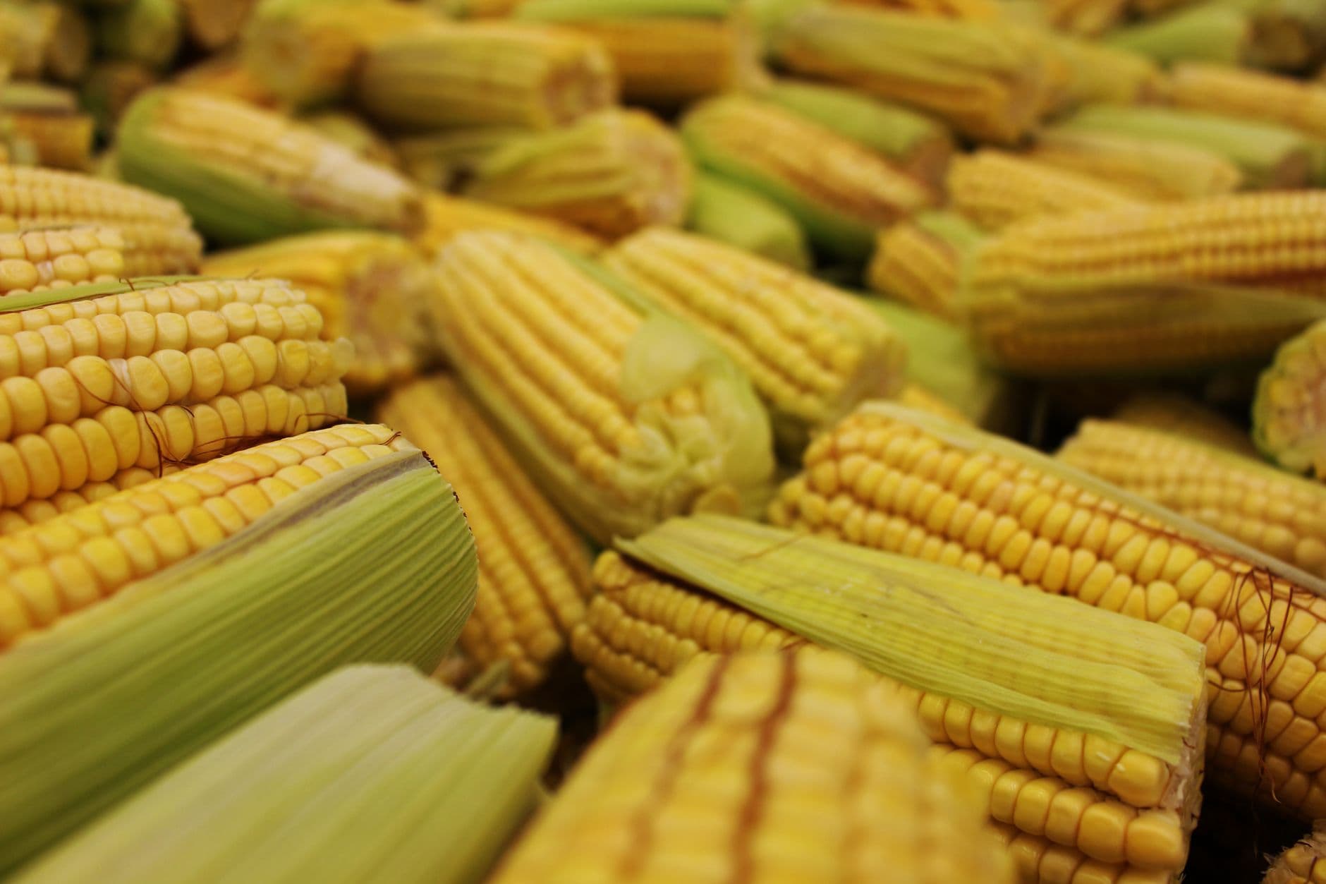 A close-up view of multiple fresh corn cobs in their husks, showcasing a bountiful harvest.