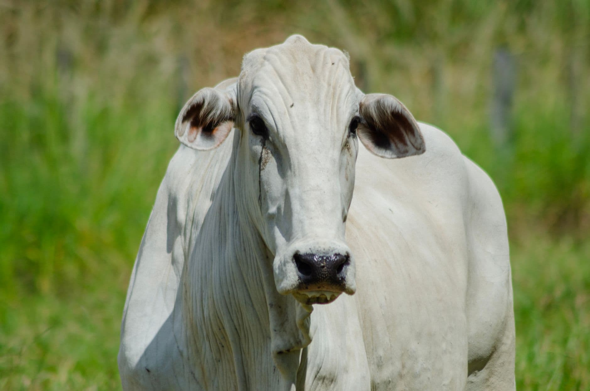A white Brahman bull standing in a green field in Porto Feliz, São Paulo.