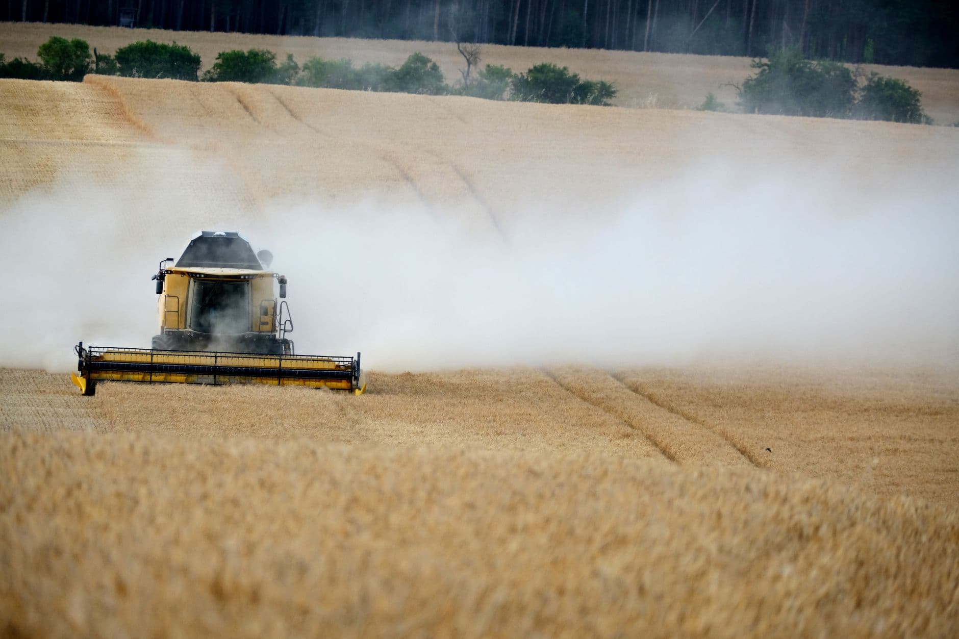 A combine harvester working on a wheat field, creating dust clouds.