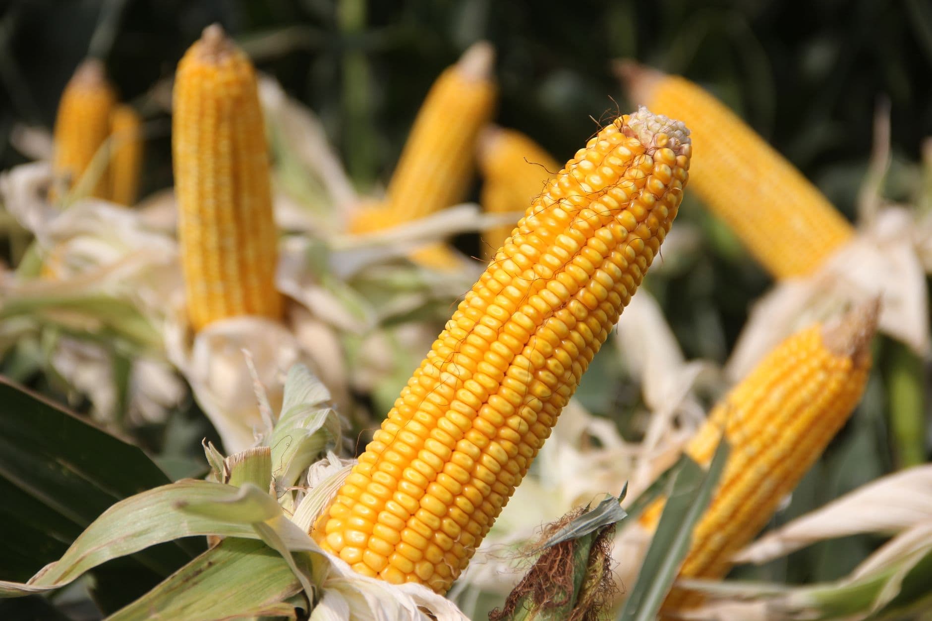 Vibrant yellow corn on the cob in a lush field, close-up view in San Nicolás, Argentina.