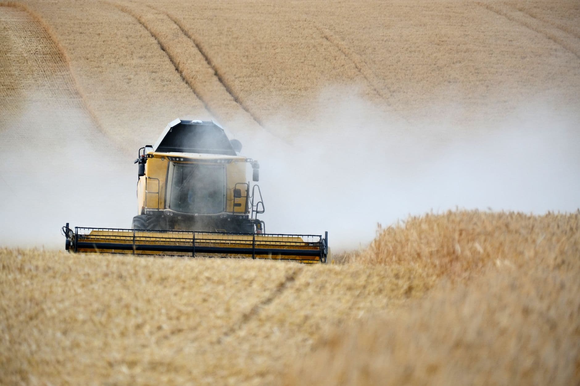 Dusty wheat field with a combine harvester actively harvesting on a sunny day.