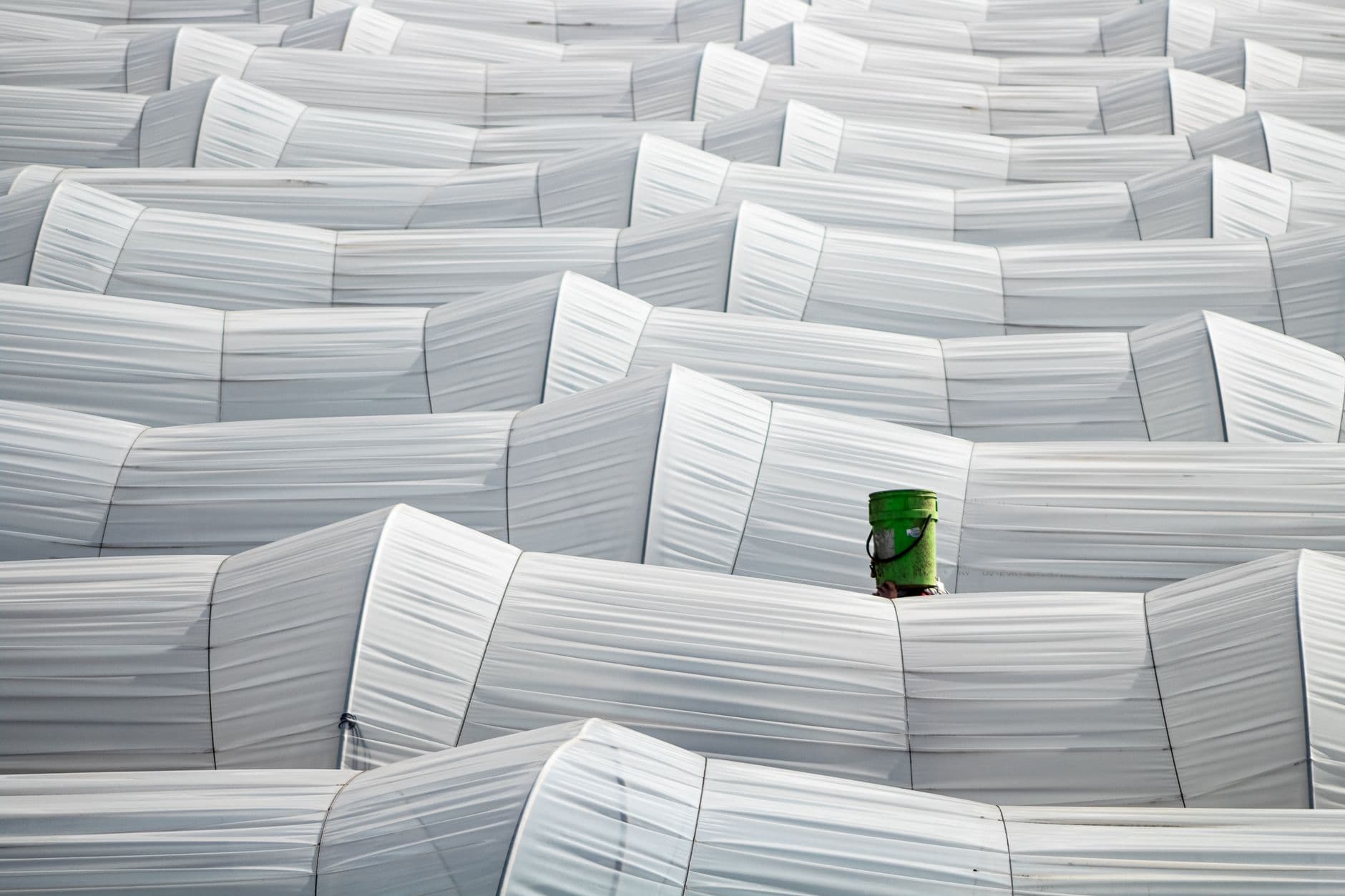 Rows of white greenhouse structures with a single green element, showcasing abstract farming patterns.