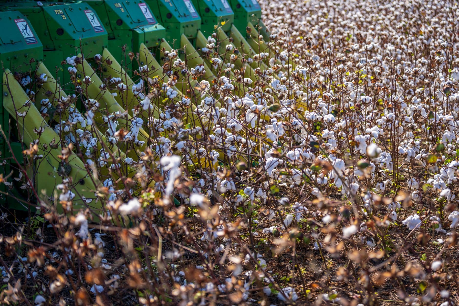 Close-up of a cotton field being harvested by a green machine during autumn.