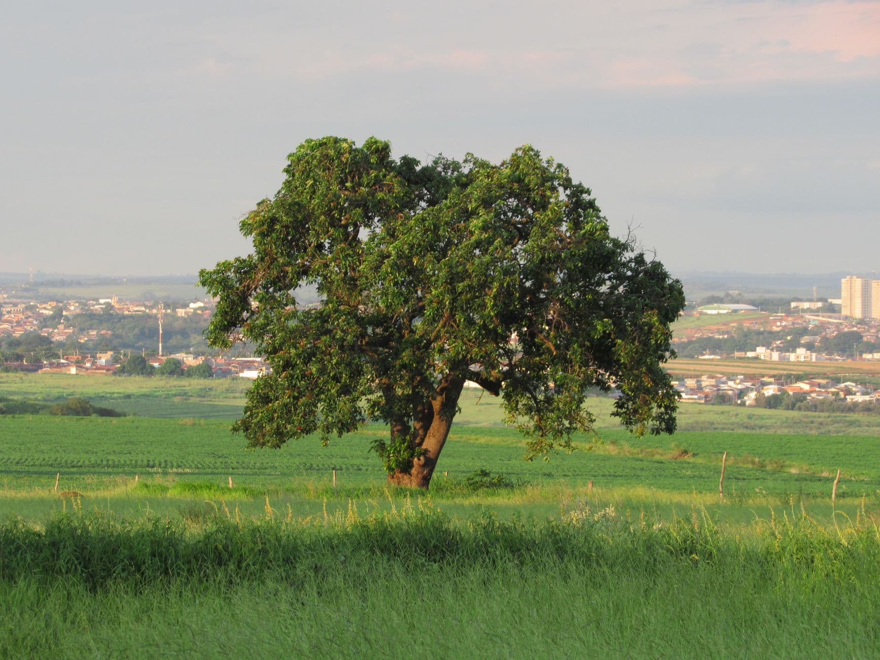 A solitary tree in a verdant field with a cityscape in the background during sunset.
