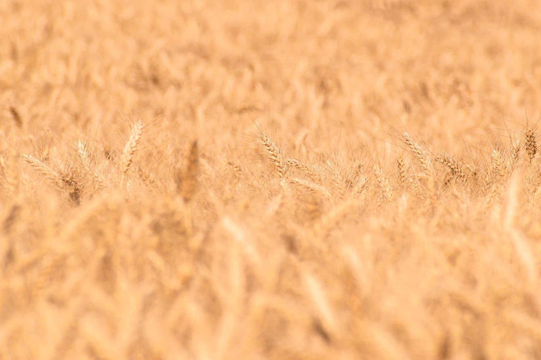 A serene view of a golden wheat field under the summer sun, capturing the essence of a rural landscape.