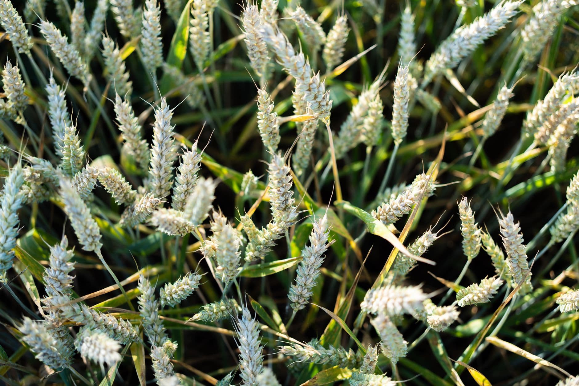 Close-up of a vibrant wheat field glowing under the warm summer sun.