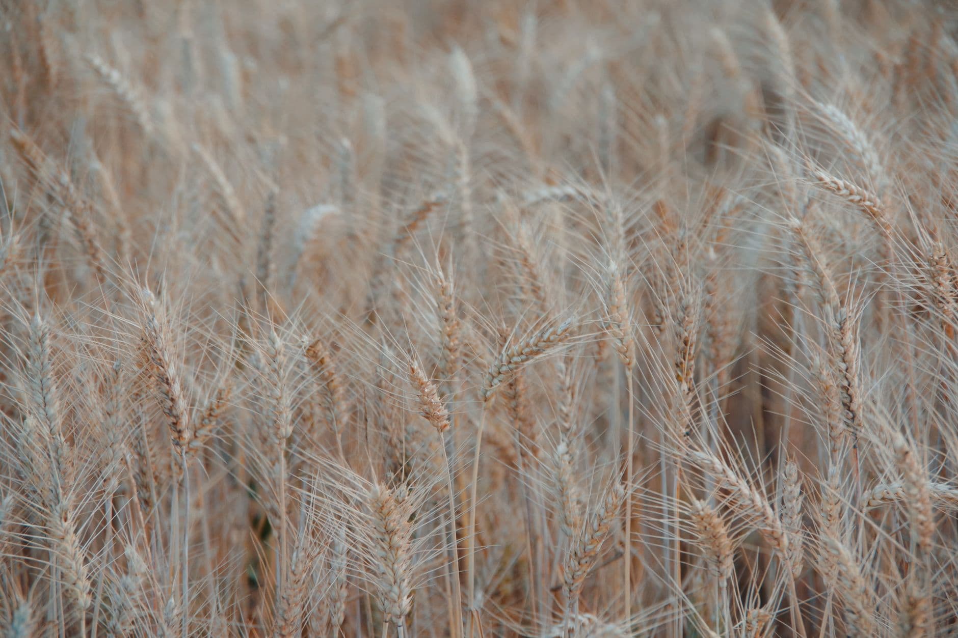 Close-up view of ripe wheat ready for harvest, showcasing golden barley spikes swaying in the summer breeze.